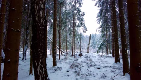 exploring shot of snowy forest in svitavy mountains, czech republic, europe