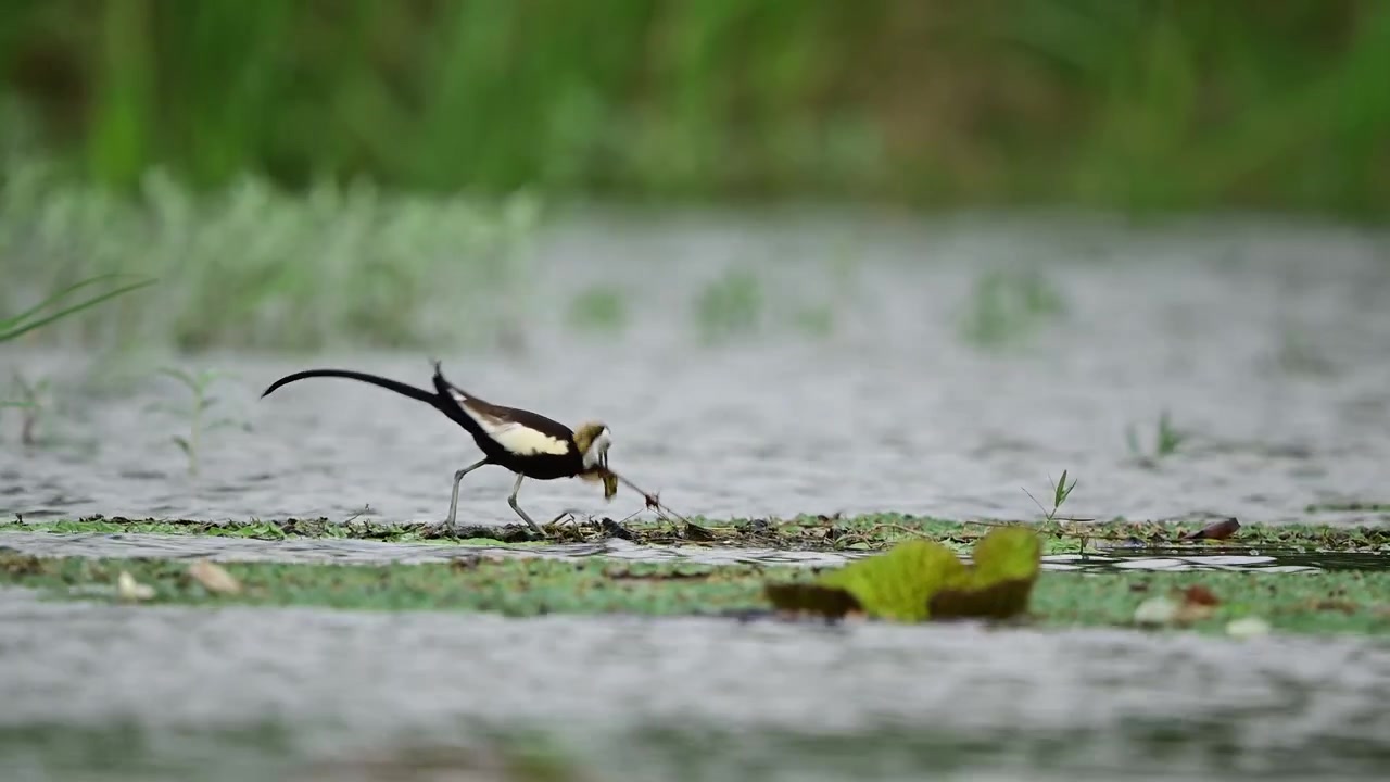 Showcasing raw natural beauty, this high-quality asset tracks a wild Hydrophasianus chirurgus gracefully bending its striking white neck toward the path.
