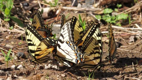 Nahaufnahme-Von-Tigerschwalbenschwanzschmetterlingen,-Die-Bei-Hartem-Licht-Aus-Feuchtem-Boden-Trinken