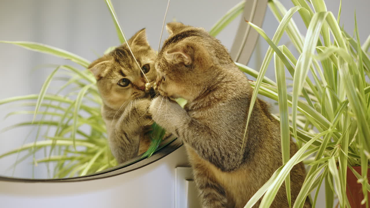 Due Gattini Scottish Fold che Giocano con un Giocattolo Davanti a uno Specchio
