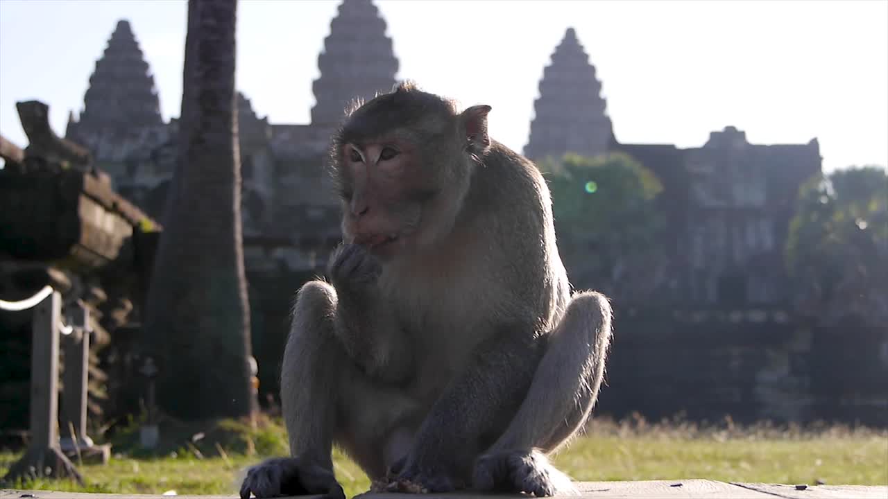 angkor wat, camboya- mono comiendo un coco