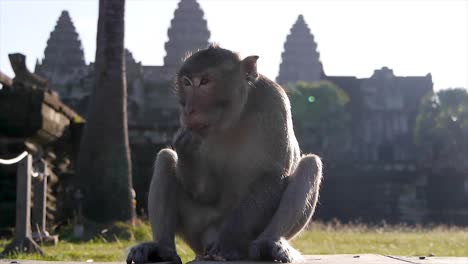 angkor wat , cambodia- monkey eating a coconut