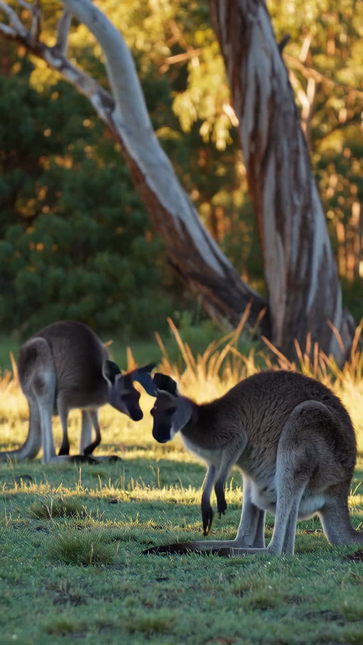 Two Kangaroos in a Grassy Area