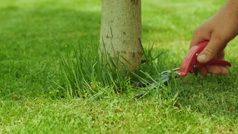 human hand using scissors to cutting grass cuts grass mows the lawn near the tree