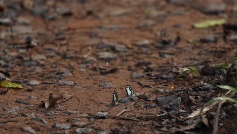 butterfly descends and rests on leaf-littered ground.