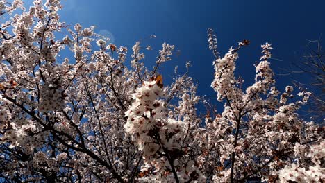 cherry tree blossom hyper lapse loop