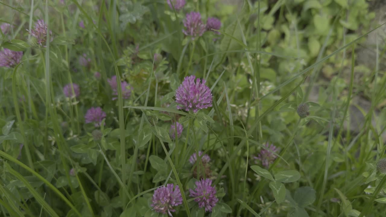 flor silvestre rosa en un prado de trébol flor que se eleva por encima de los tréboles