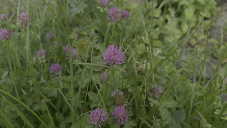 pink wild flower on a meadow clover flower raising above clovers