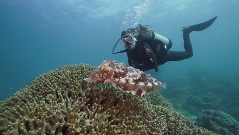 Female-Scuba-Diver-and-Giant-Cuttlefish-over-Vibrant-Reef