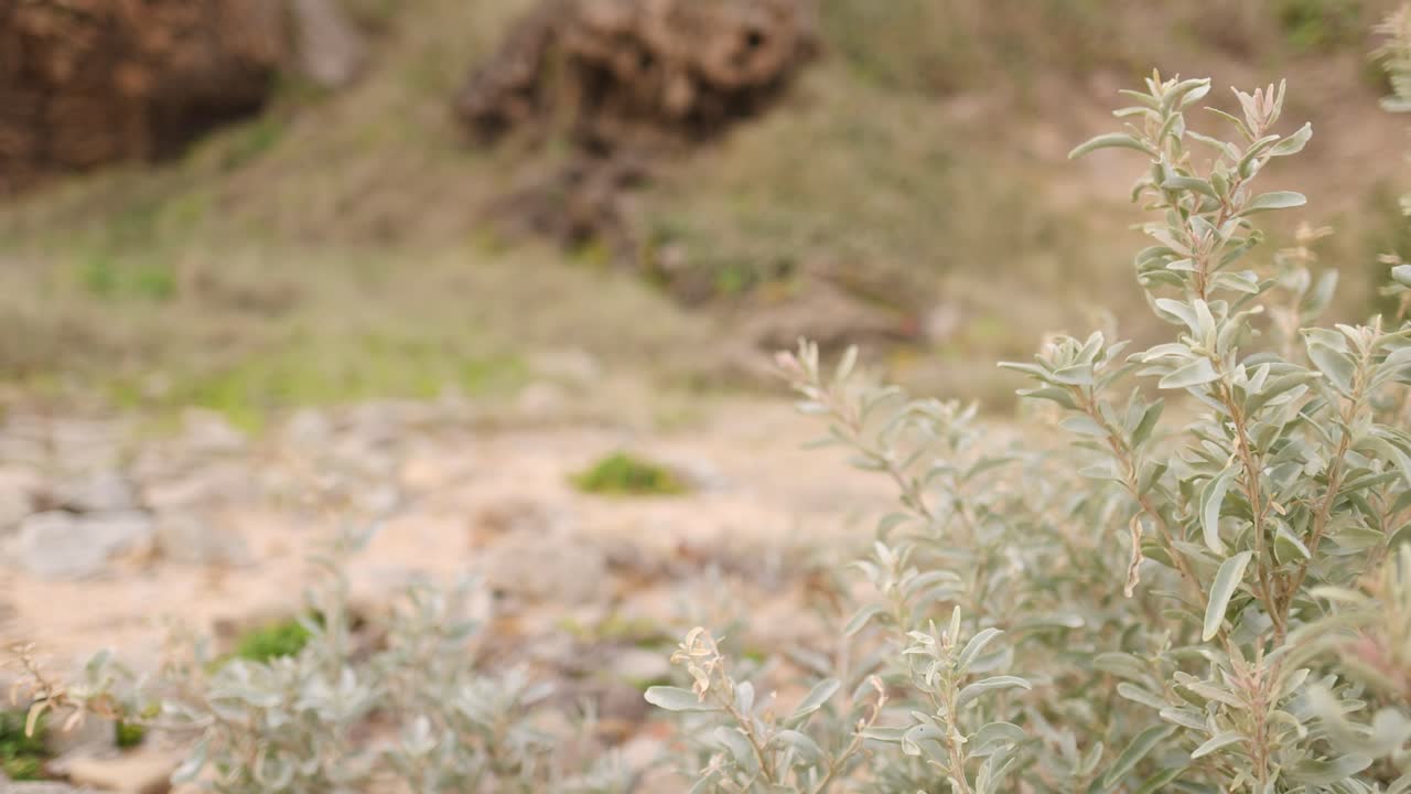 primer plano de una planta costera en melbourne