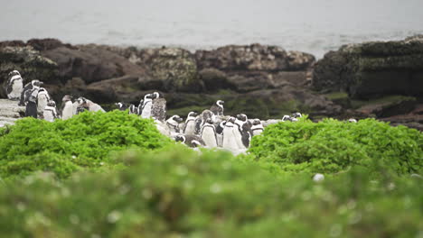 a colony of african penguins huddle together in the wild on a small rocky coastal island on the southern coast of south africa