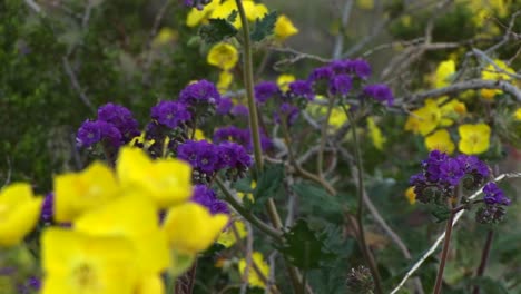 primer plano de flores silvestres en el parque nacional del valle de la muerte en california