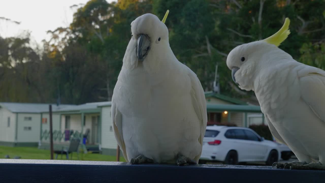 dos cacatúas de cresta amarilla comiendo pan en una veranda en australia