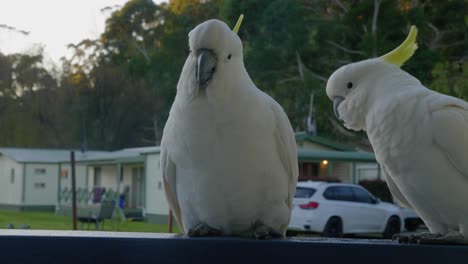 two yellow crested cockatoos eating bread on a veranda in australia