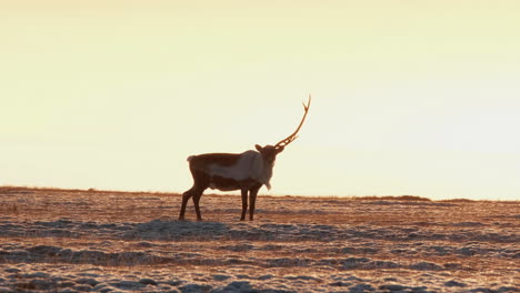 reindeer at sunrise in the arctic tundra