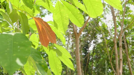 two brown leaves isolated by multiple green ones. rotating around in slow motion.