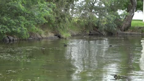 Naturvögel-Im-Freien,-Die-In-Seereflexionen-Mit-Bäumen-In-Der-Natur-Schwimmen