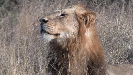 young male lion sniffs the air as his developing mane resists the blowing breeze