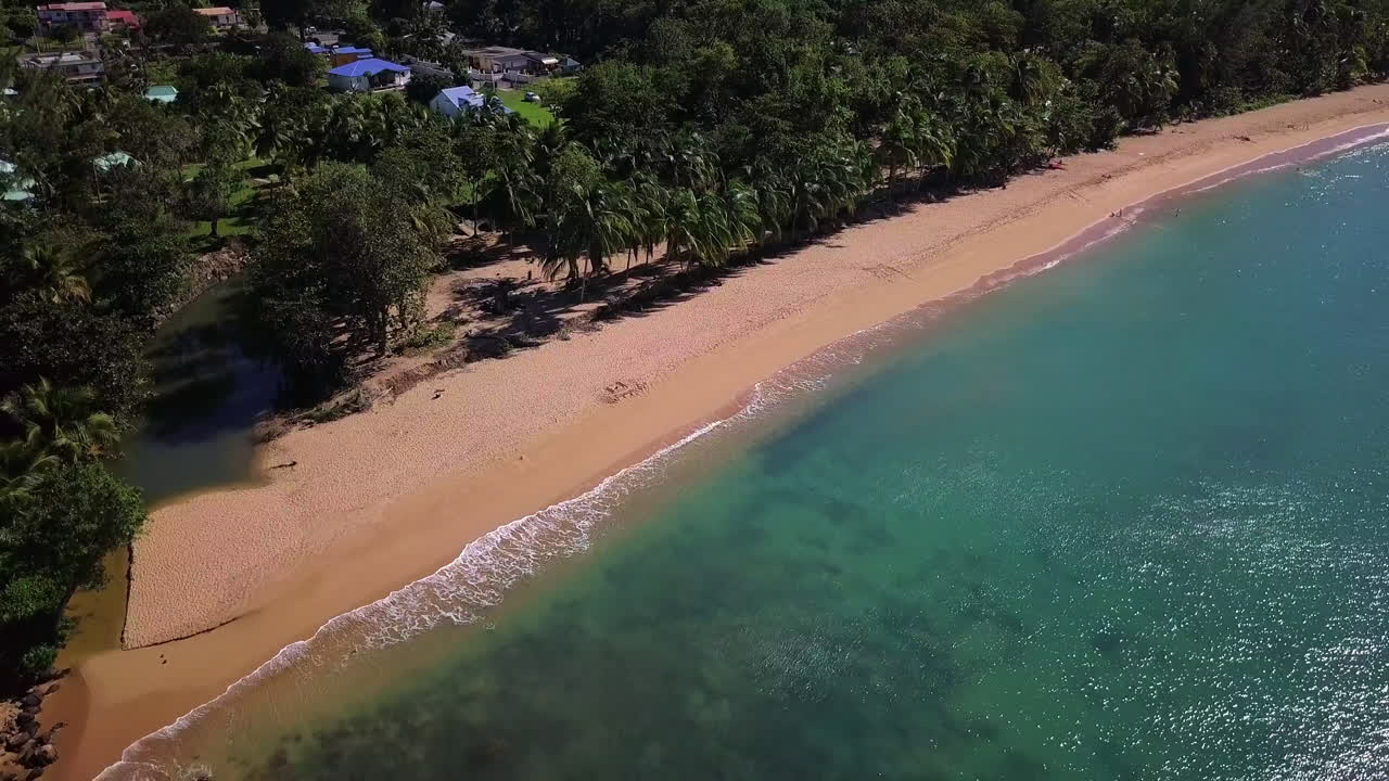 空中、ヤシの木のある砂浜の端から飛び立つ