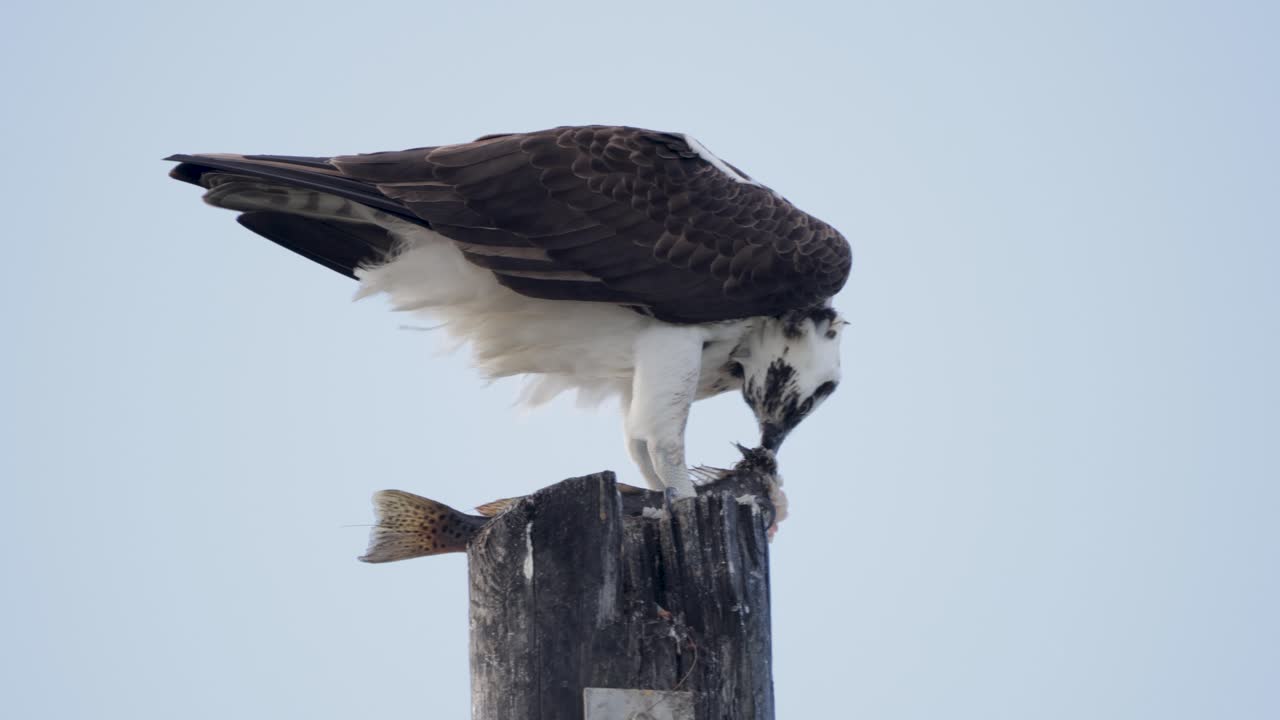 Osprey perched on a wooden piling, gripping a fish in its talons against a pale sky