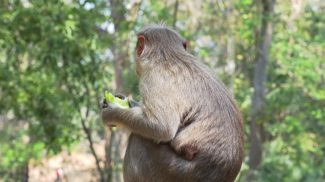 Cute monkey eating a fruit handheld video footage