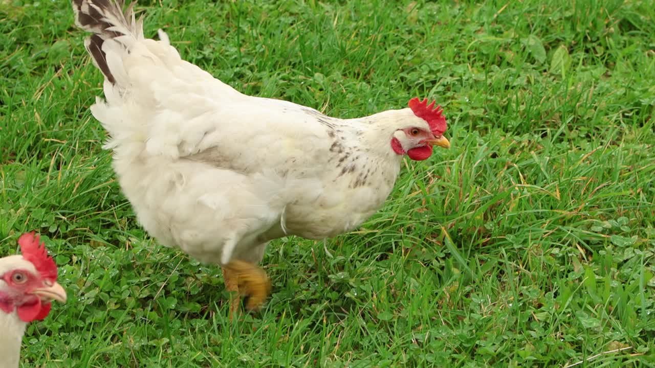 Chickens foraging in lush grass. Isle of Man. UK