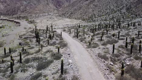 Desert-landscape-of-northwestern-Argentina