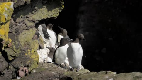 guillemots and razorbill on a ledge at the entrance to a cave in the fowlsheugh cliffs