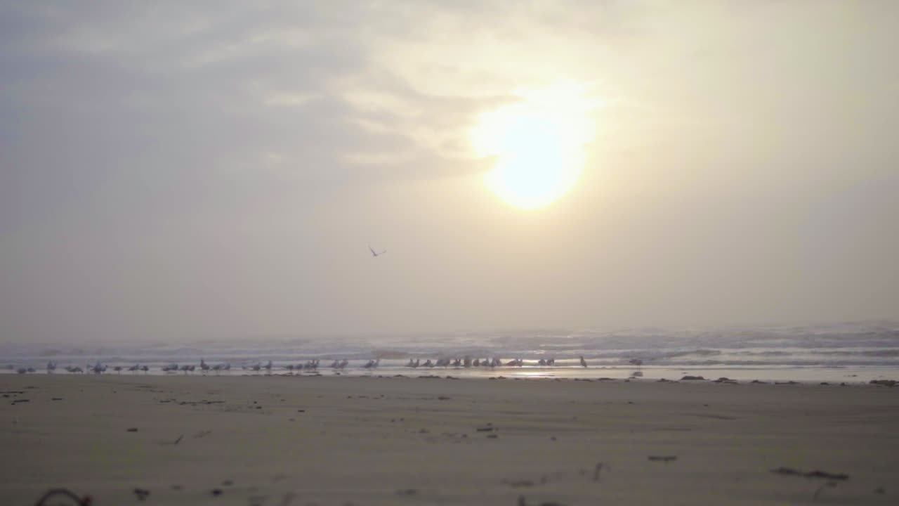 Seagull flying in the distance in slow motion during sunrise at the beach