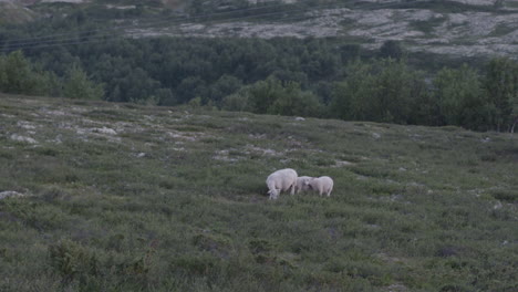 Sheep-with-two-lambs