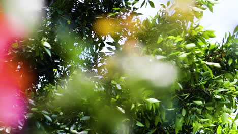 árboles que soplan en el viento con vibrantes flores rosas y amarillas en primer plano
