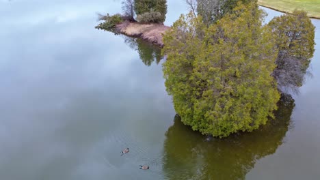 Luftaufnahme-Von-Gänsen,-Die-In-Einem-Teich-Mit-Einer-Insel-Schwimmen