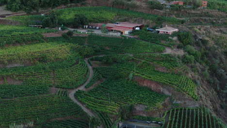 vineyard-fields:-aerial-view-traveling-in-and-at-high-altitude-over-grape-fields