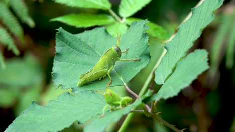 dos saltamontes verdes venenosos toman un descanso en una hoja grande en la selva georgiana