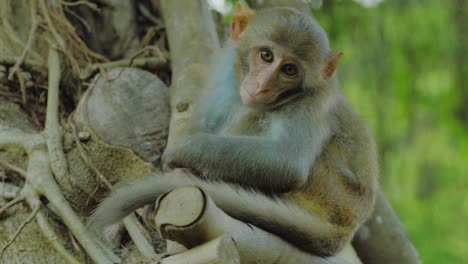 a close up shot of a bored monkey sitting on a tree branch and staring at the camera