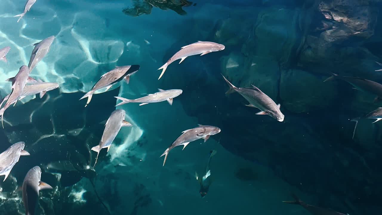 바다 에 있는 물고기 들 의 무리