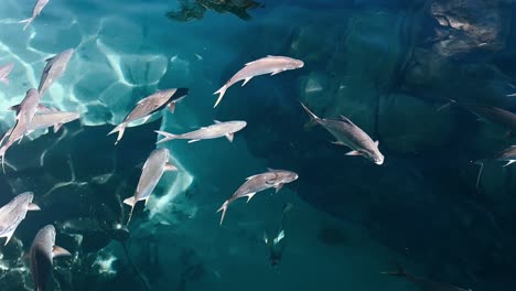 escuela de peces en el océano