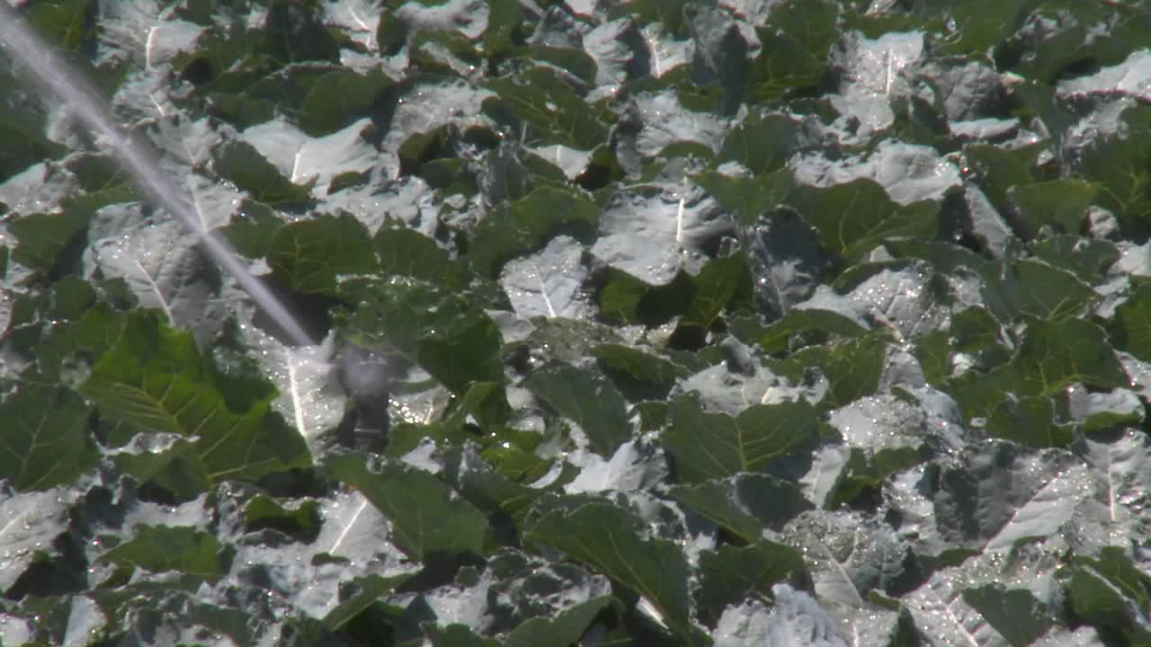 스프링클러는 살리나스 계곡 몬테레이 카운티 캘리포니아에서 브로콜리 밭을 관개합니다