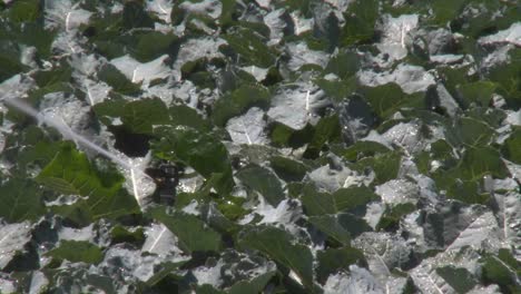 Sprinklers-irrigate-a-field-of-broccoli-in-the-Salinas-Valley-Monterey-County-California