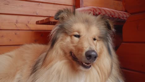 a close-up view of rough collie smiling