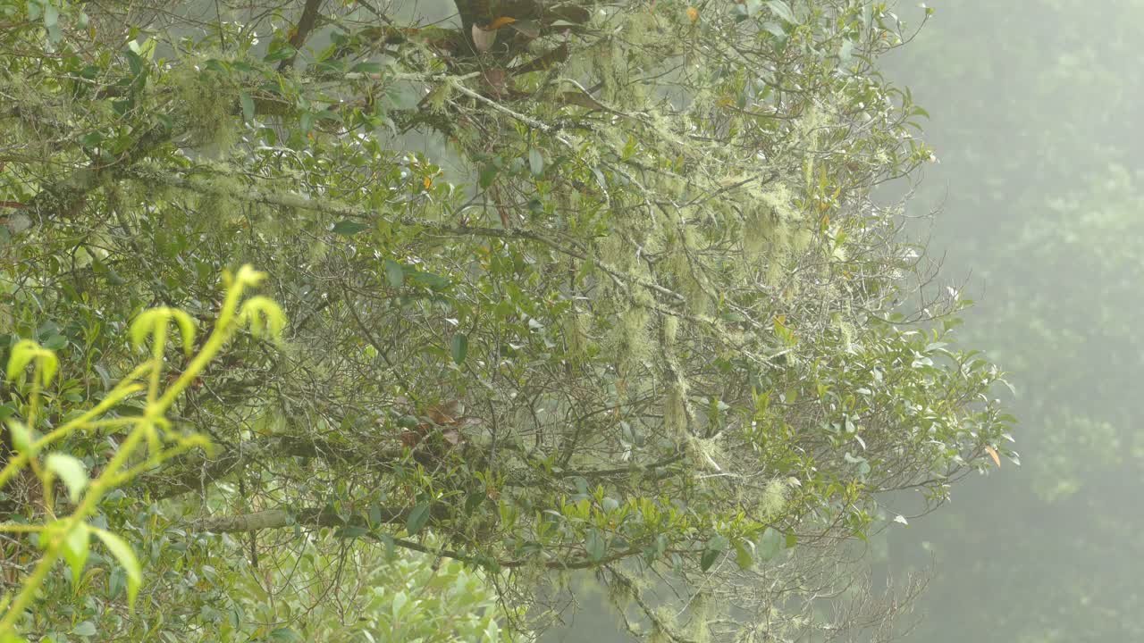 파나마에서 안개가 자욱한 아침에 이끼 나무 가지 사이에서 희망하는 새들