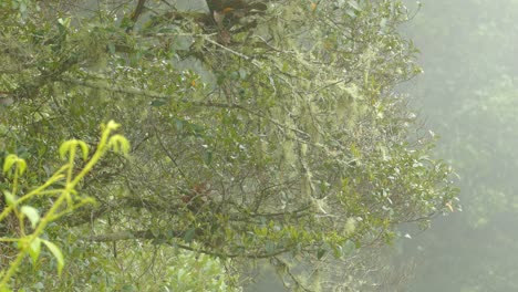 birds hoping between branches of a mossy tree on a foggy morning in panama