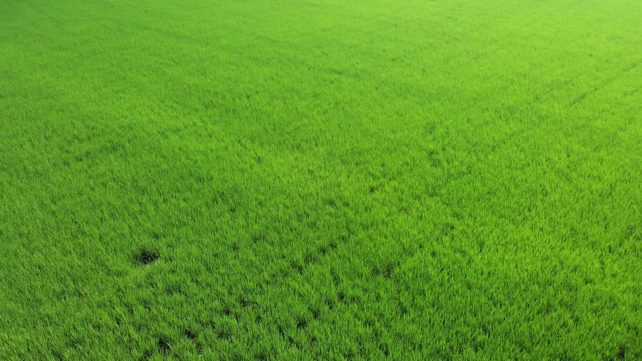vista de la cosecha de arroz bien organizada en los campos de la provincia de punjab, india