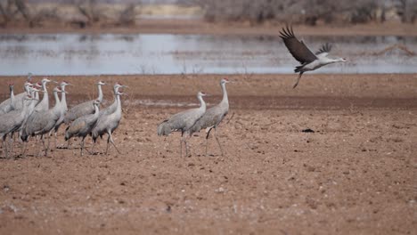grullas canadienses en un estanque seco de arizona aleteando en cámara lenta