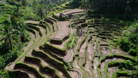 bali rice terraces on a sunny day in the mountain