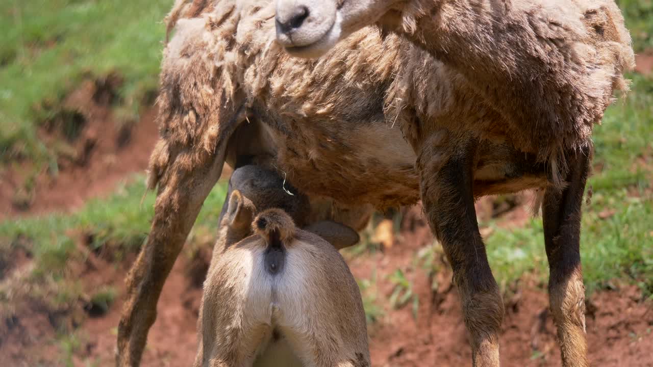 성인 어머니의 유방에서 우유를 마시는 어린 무플론 양의 클로즈업 샷