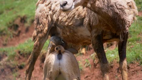 primer plano de joven oveja muflón bebiendo leche de la ubre de la madre adulta