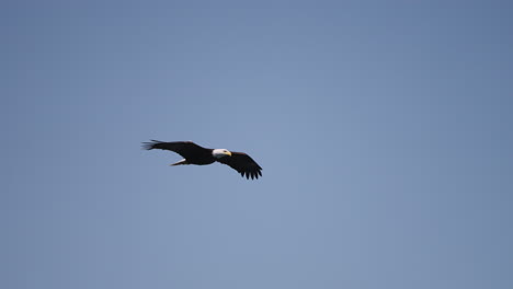 Ein-Adler-Fliegt-In-British-Columbia,-Kanada,-über-Den-Ozean-Und-Sucht-Nach-Fischen