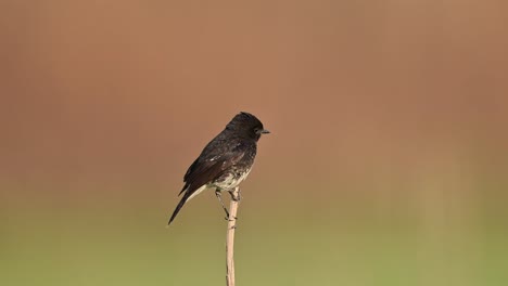 pied bush chat bird on perch in morning with beautiful blurred background