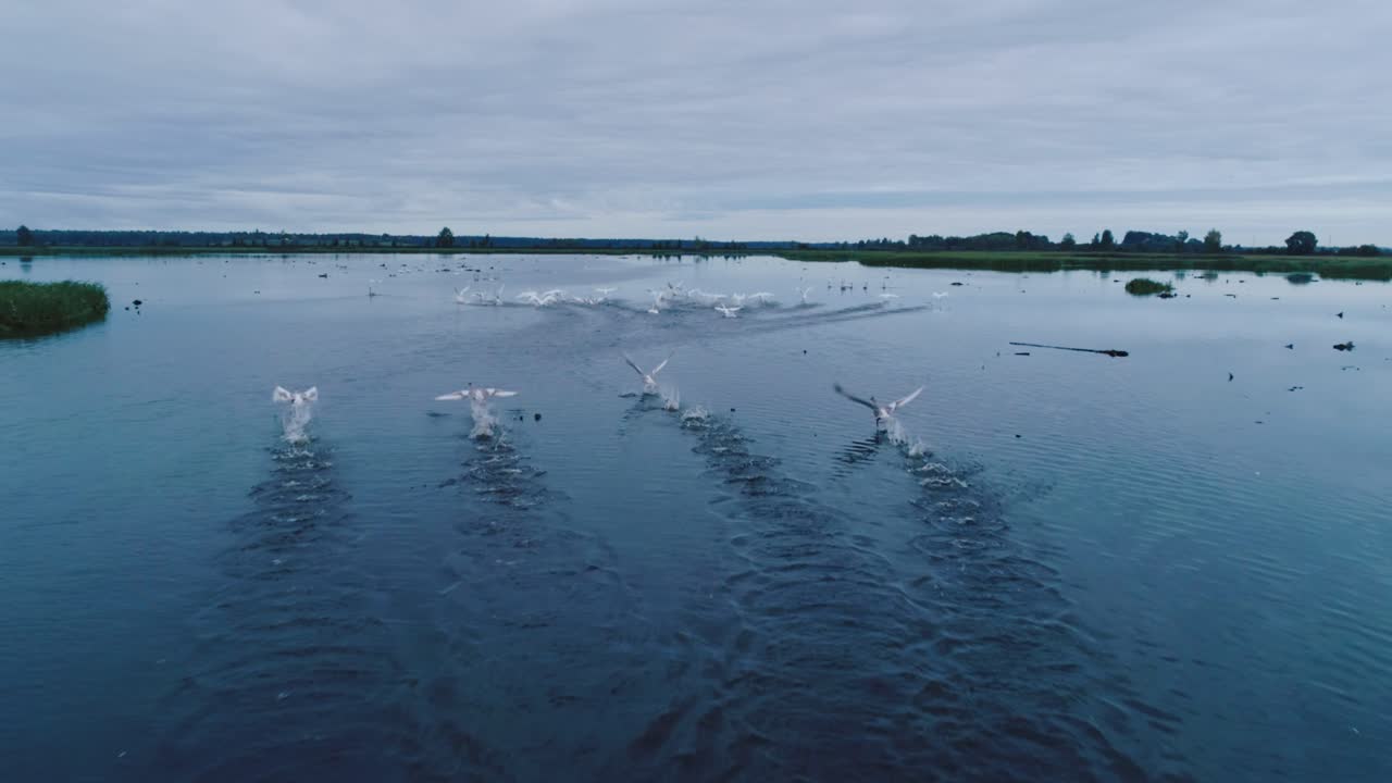 Swans taking flight on a tranquil lake